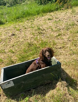 Spaniel